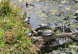 Centre reproductor de la tortuga de l'Albera